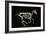 Skeleton of a Running Horse-null-Framed Giclee Print