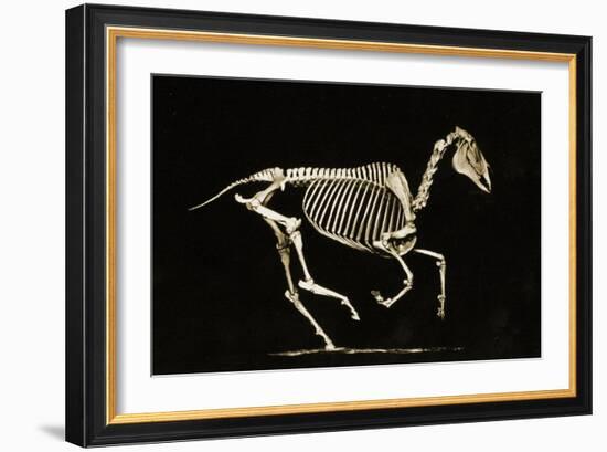 Skeleton of a Running Horse-null-Framed Giclee Print