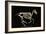 Skeleton of a Running Horse-null-Framed Giclee Print