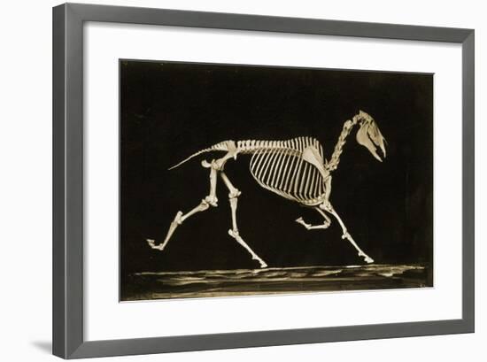 Skeleton of a Running Horse-null-Framed Photographic Print