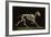 Skeleton of a Running Horse-null-Framed Photographic Print