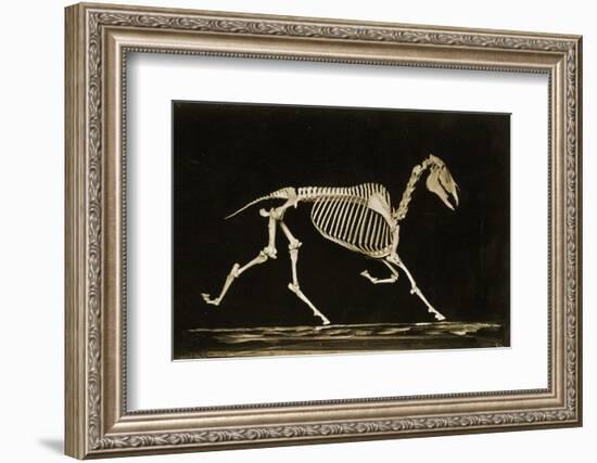 Skeleton of a Running Horse-null-Framed Photographic Print