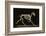 Skeleton of a Running Horse-null-Framed Photographic Print