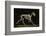 Skeleton of a Running Horse-null-Framed Photographic Print