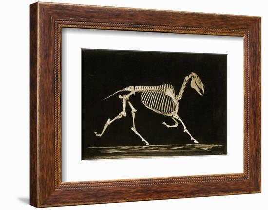 Skeleton of a Running Horse-null-Framed Photographic Print