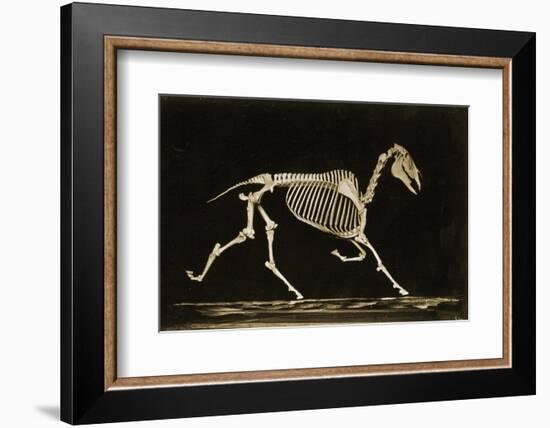 Skeleton of a Running Horse-null-Framed Photographic Print