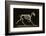 Skeleton of a Running Horse-null-Framed Photographic Print