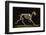 Skeleton of a Running Horse-null-Framed Photographic Print