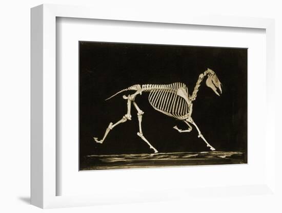 Skeleton of a Running Horse-null-Framed Photographic Print