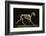 Skeleton of a Running Horse-null-Framed Photographic Print