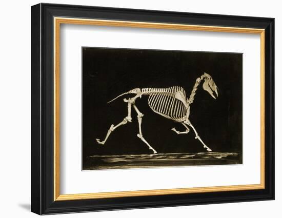 Skeleton of a Running Horse-null-Framed Photographic Print