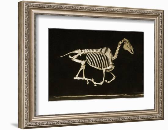 Skeleton of a Running Horse-null-Framed Photographic Print