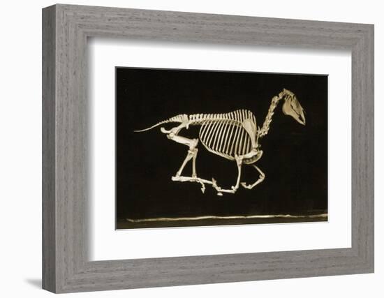 Skeleton of a Running Horse-null-Framed Photographic Print