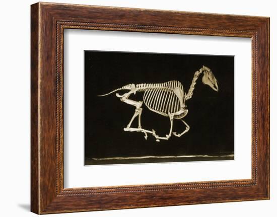 Skeleton of a Running Horse-null-Framed Photographic Print