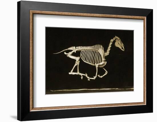 Skeleton of a Running Horse-null-Framed Photographic Print