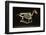 Skeleton of a Running Horse-null-Framed Photographic Print