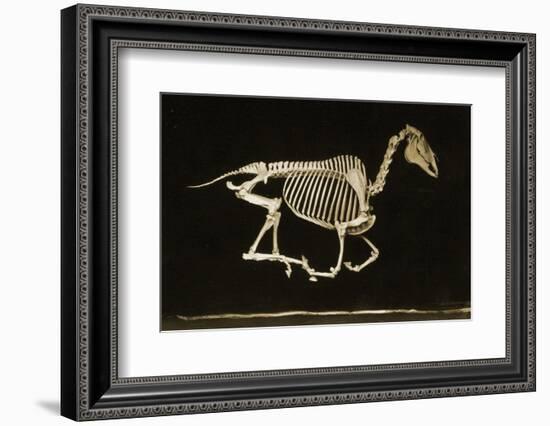 Skeleton of a Running Horse-null-Framed Photographic Print