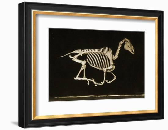 Skeleton of a Running Horse-null-Framed Photographic Print