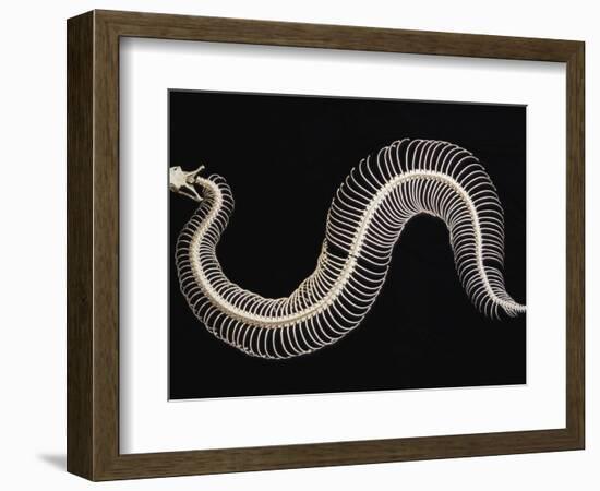 Skeleton of Gaboon Viper in Central Africa-Joe McDonald-Framed Photographic Print