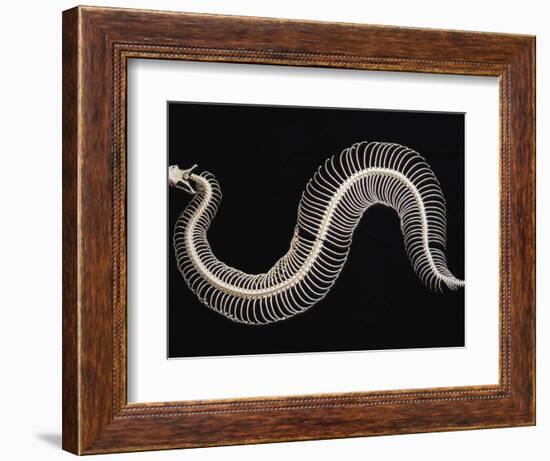 Skeleton of Gaboon Viper in Central Africa-Joe McDonald-Framed Photographic Print