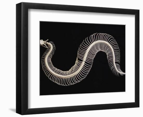 Skeleton of Gaboon Viper in Central Africa-Joe McDonald-Framed Photographic Print