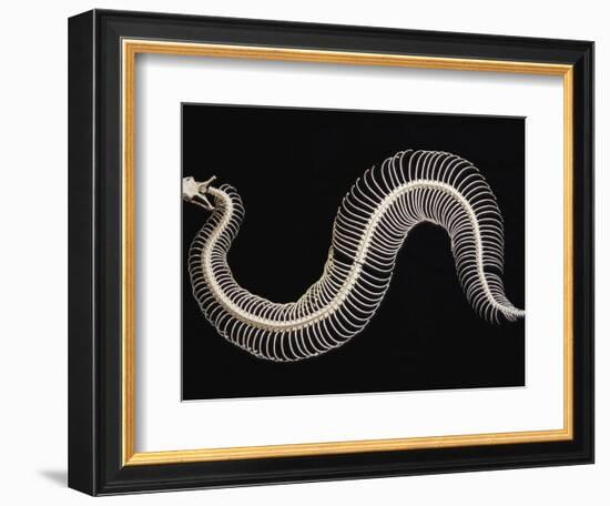 Skeleton of Gaboon Viper in Central Africa-Joe McDonald-Framed Photographic Print