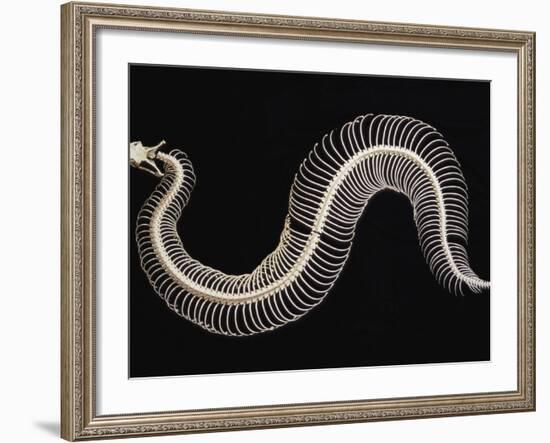 Skeleton of Gaboon Viper in Central Africa-Joe McDonald-Framed Photographic Print