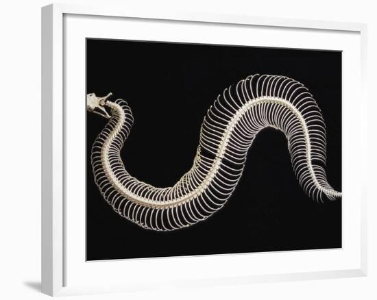 Skeleton of Gaboon Viper in Central Africa-Joe McDonald-Framed Photographic Print