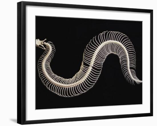 Skeleton of Gaboon Viper in Central Africa-Joe McDonald-Framed Photographic Print