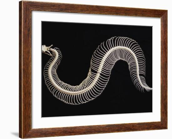 Skeleton of Gaboon Viper in Central Africa-Joe McDonald-Framed Photographic Print