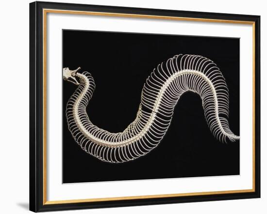 Skeleton of Gaboon Viper in Central Africa-Joe McDonald-Framed Photographic Print