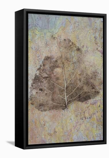 Skeleton of Leaf of Black Poplar Or Populus Nigra Tree-Den Reader-Framed Premier Image Canvas