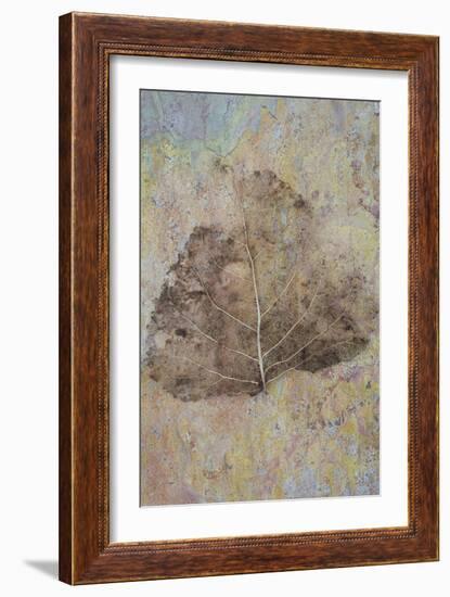 Skeleton of Leaf of Black Poplar Or Populus Nigra Tree-Den Reader-Framed Photographic Print