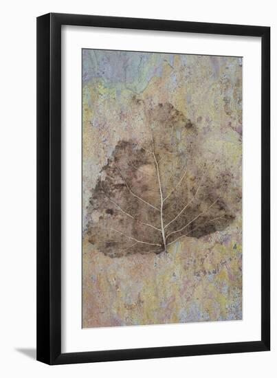 Skeleton of Leaf of Black Poplar Or Populus Nigra Tree-Den Reader-Framed Photographic Print