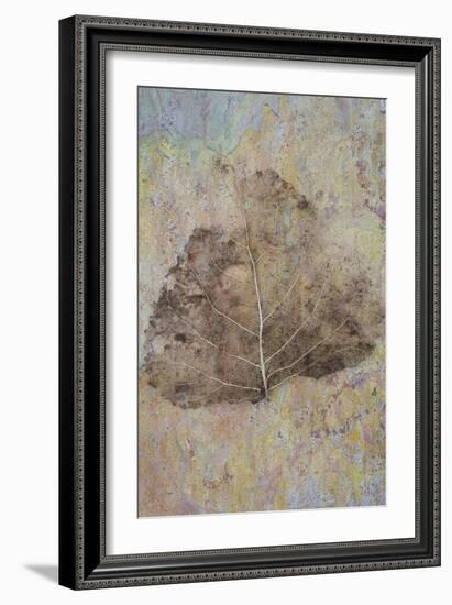 Skeleton of Leaf of Black Poplar Or Populus Nigra Tree-Den Reader-Framed Photographic Print