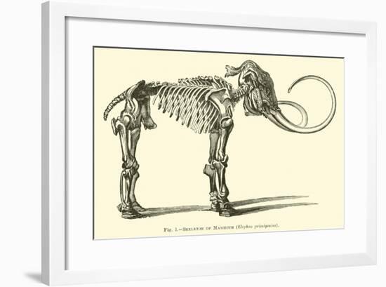 Skeleton of Mammoth, Elephas Primigenius-null-Framed Giclee Print