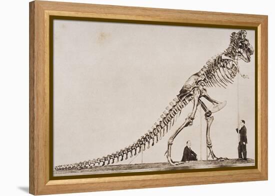 Skeleton of the Tyrannosaurus Rex, in the American Museum of Natural Histor-English School-Framed Premier Image Canvas