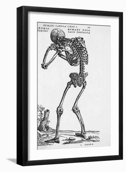 Skeleton Posterior-Bettmann-Framed Giclee Print