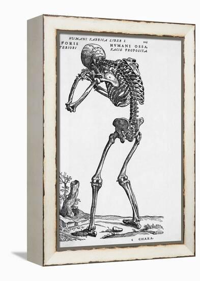 Skeleton Posterior-Bettmann-Framed Premier Image Canvas