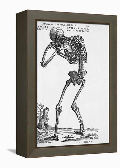 Skeleton Posterior-Bettmann-Framed Premier Image Canvas