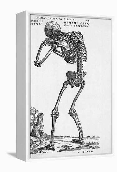 Skeleton Posterior-Bettmann-Framed Premier Image Canvas