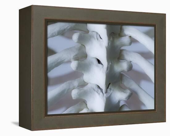 Skeleton spine and ribs-Robert Llewellyn-Framed Premier Image Canvas