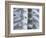 Skeleton spine and ribs-Robert Llewellyn-Framed Photographic Print