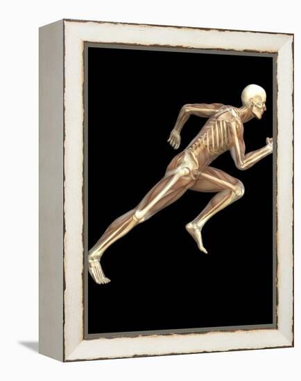 Skeleton Sprinting-Roger Harris-Framed Premier Image Canvas