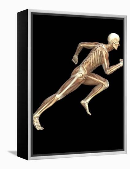 Skeleton Sprinting-Roger Harris-Framed Premier Image Canvas