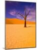 Skeleton Trees in Dead Vlei, Namibia World Heritage Site, Namibia-Michele Westmorland-Mounted Photographic Print