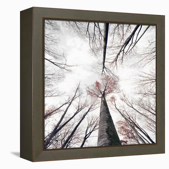 Skeleton-Philippe Sainte-Laudy-Framed Premier Image Canvas