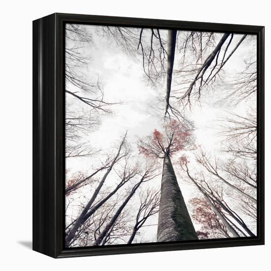 Skeleton-Philippe Sainte-Laudy-Framed Premier Image Canvas