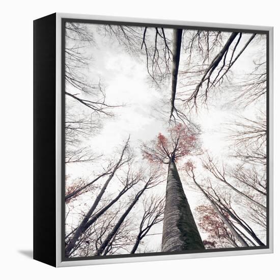 Skeleton-Philippe Sainte-Laudy-Framed Premier Image Canvas