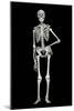 Skeleton-Linda Wright-Mounted Photographic Print
